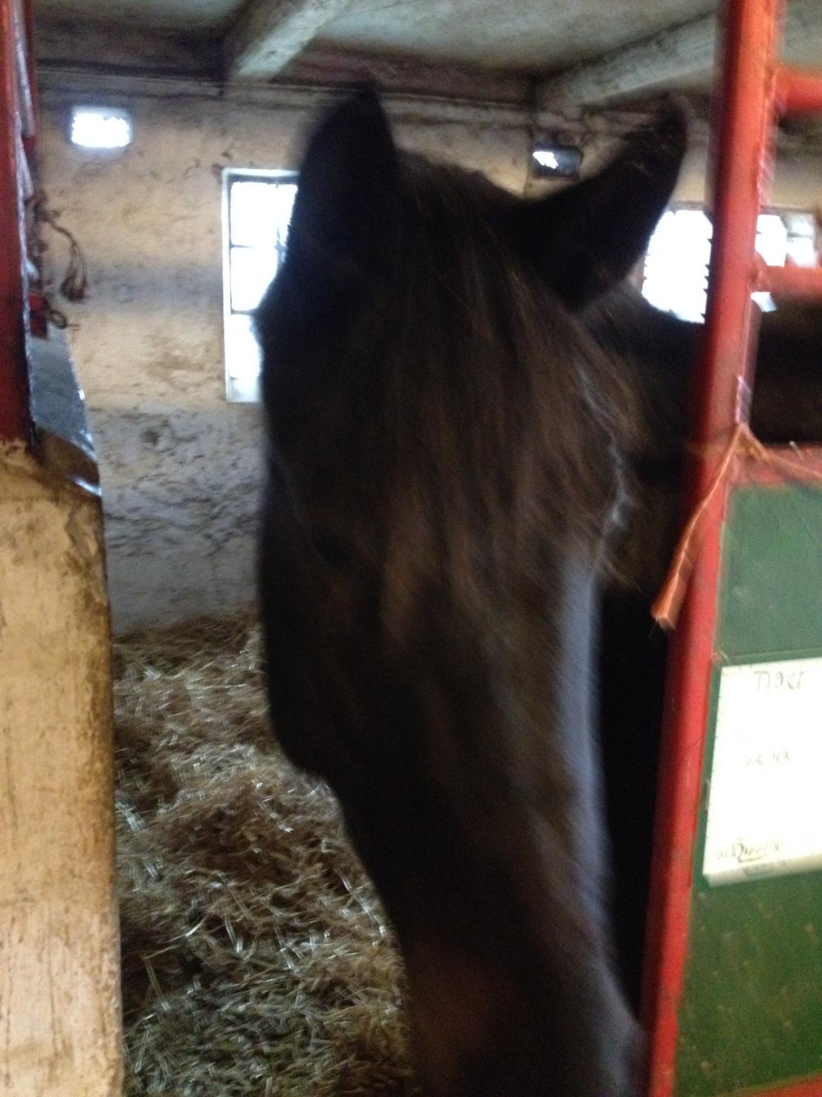 Traver Greenhill's tiger billede 12