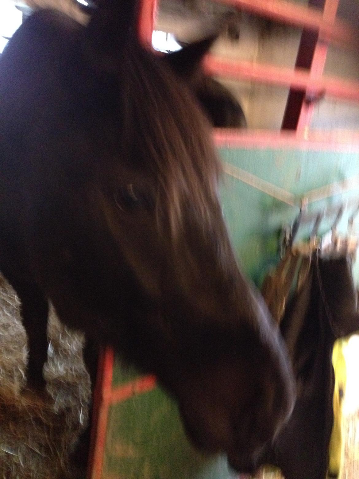 Traver Greenhill's tiger billede 13