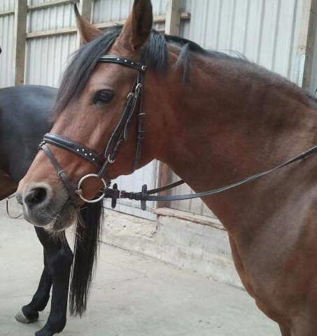 Anden særlig race Cometessa (HIMMEL HEST) billede 2