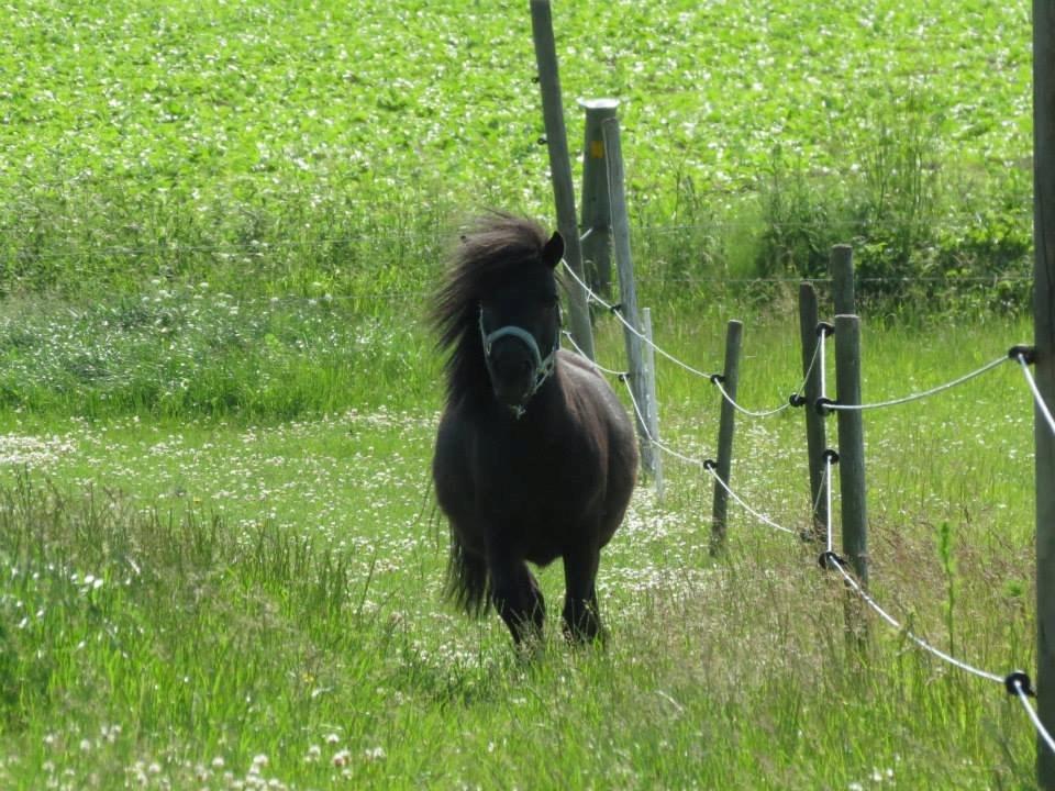 Dansk Miniature Sovs billede 3