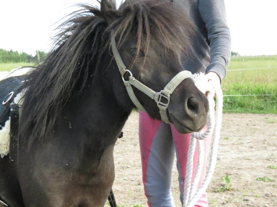 Dansk Miniature Sovs billede 1