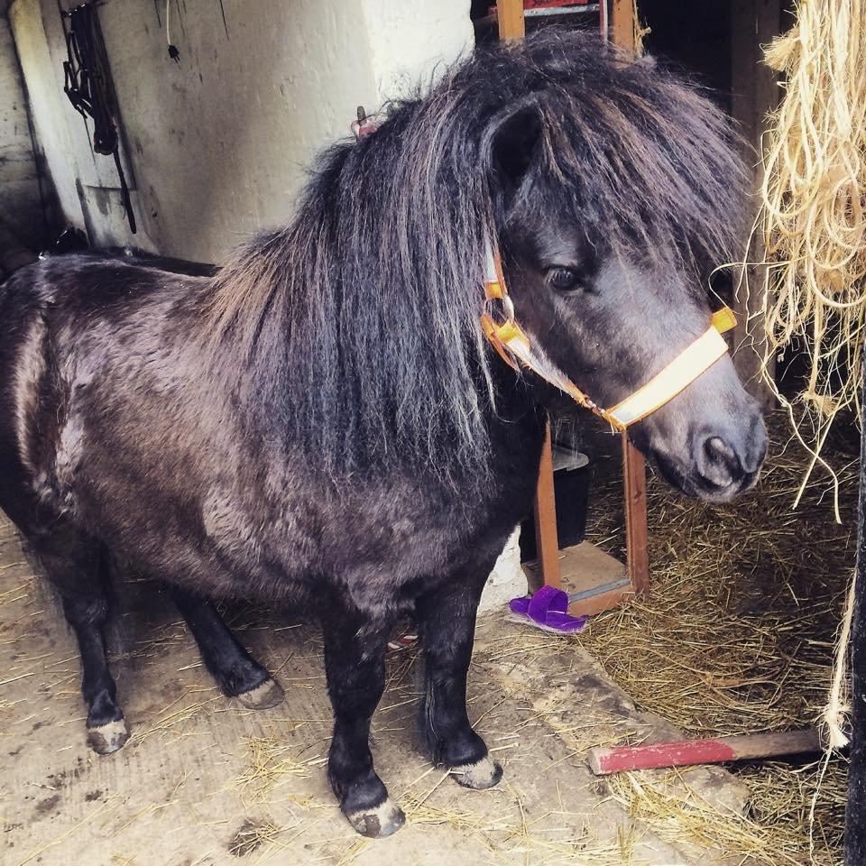 Dansk Miniature Sovs billede 14