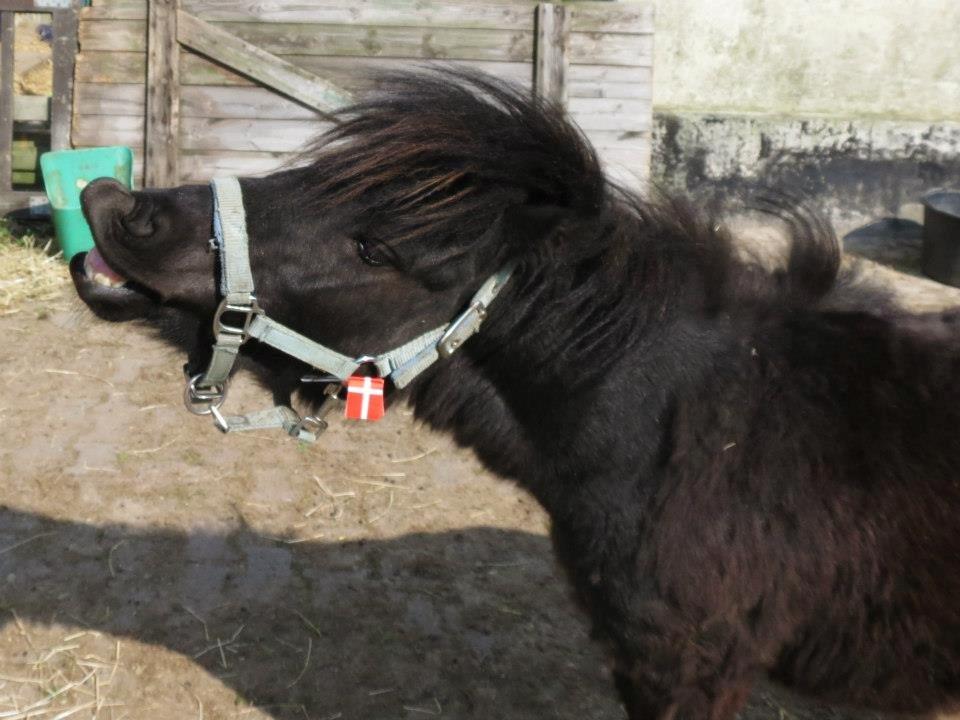 Dansk Miniature Sovs billede 17