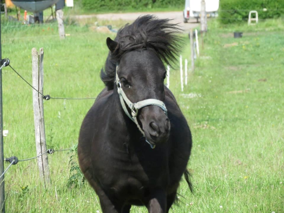 Dansk Miniature Sovs billede 8