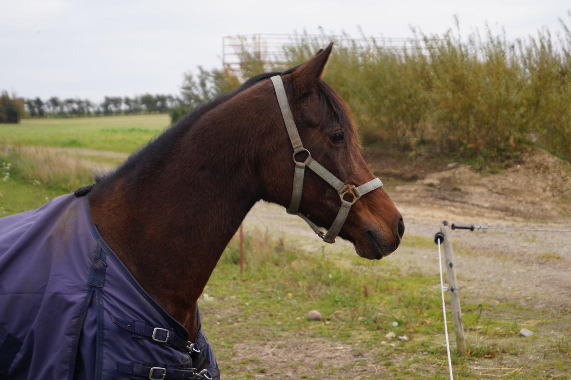 Anden særlig race Smilla billede 20