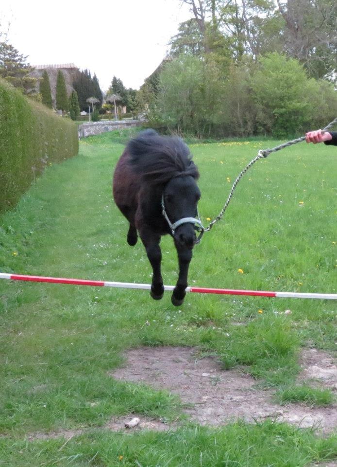 Dansk Miniature Sovs billede 20