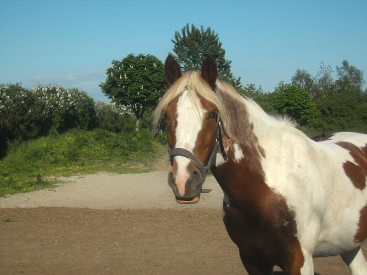 Pinto Araber Diablo (Den plettede!) billede 5