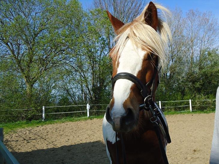 Pinto Araber Diablo (Den plettede!) billede 1