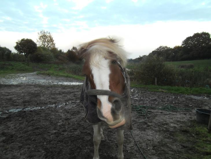 Pinto Araber Diablo (Den plettede!) - Ryyystee :P billede 14