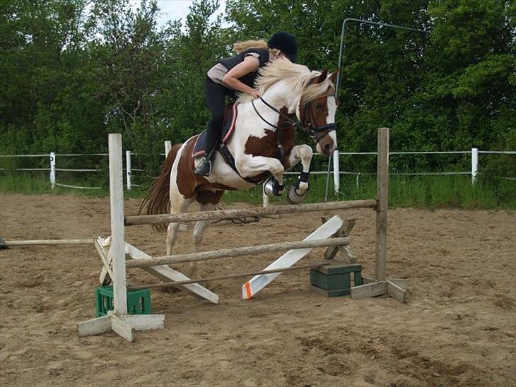 Pinto Araber Diablo (Den plettede!) billede 12