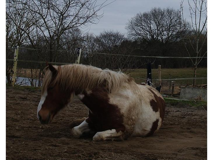 Pinto Araber Diablo (Den plettede!) billede 8