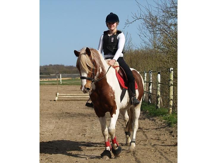 Pinto Araber Diablo (Den plettede!) billede 13