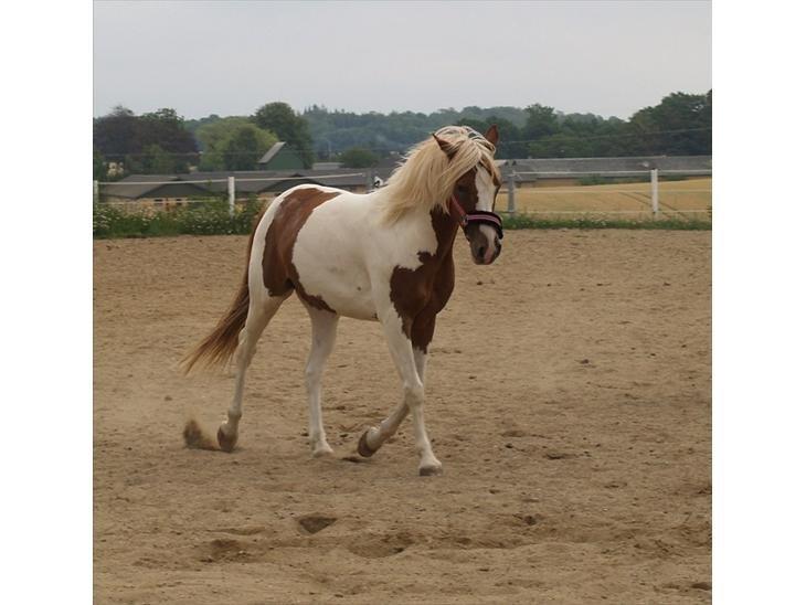 Pinto Araber Diablo (Den plettede!) billede 9