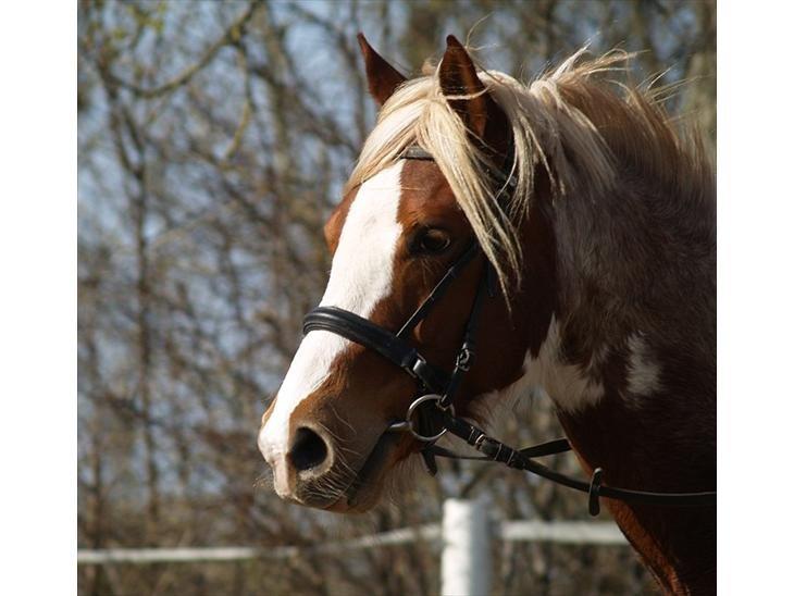 Pinto Araber Diablo (Den plettede!) billede 3