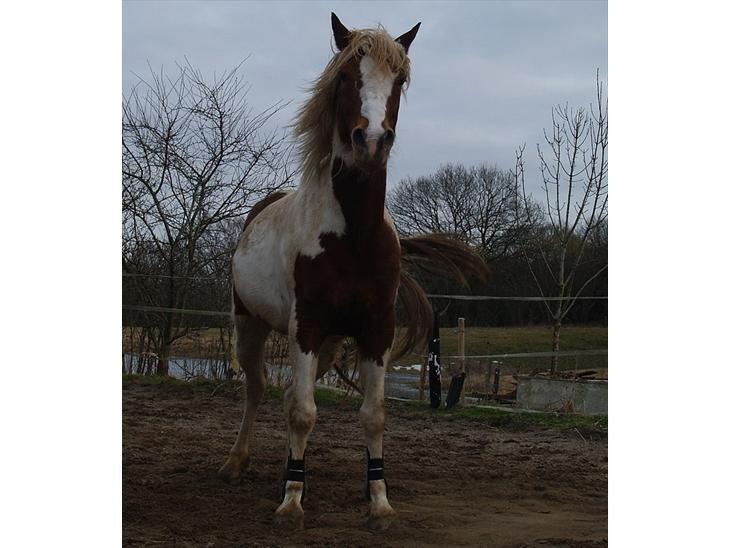 Pinto Araber Diablo (Den plettede!) billede 7