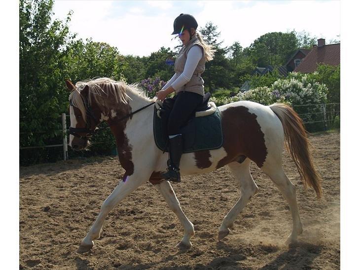 Pinto Araber Diablo (Den plettede!) billede 10