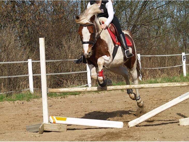 Pinto Araber Diablo (Den plettede!) billede 11