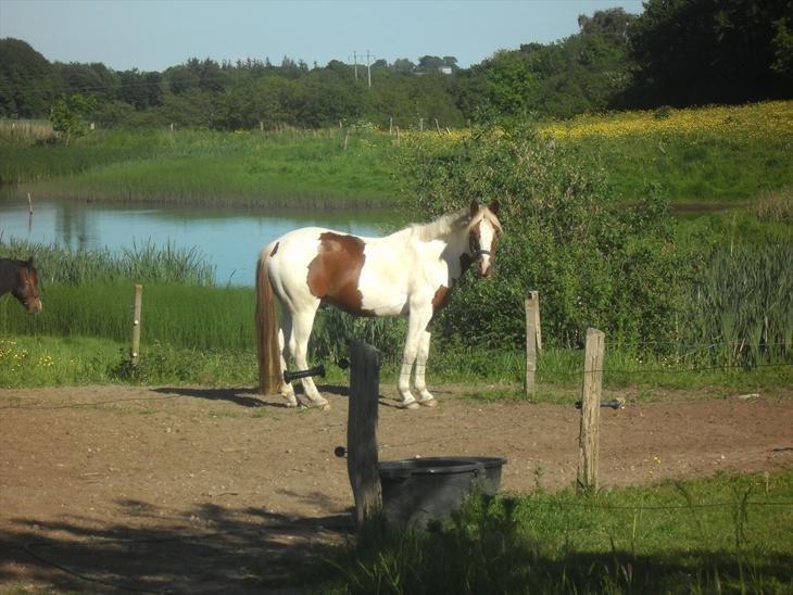 Pinto Araber Diablo (Den plettede!) billede 6