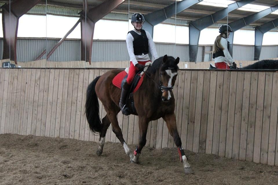 Dansk Varmblod Michigan billede 5