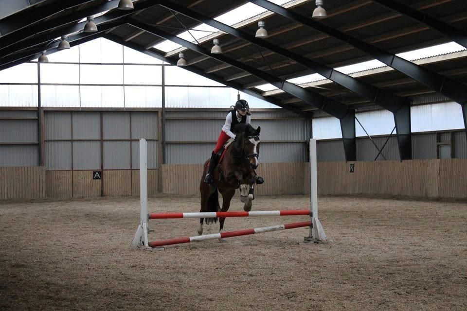 Dansk Varmblod Michigan billede 10