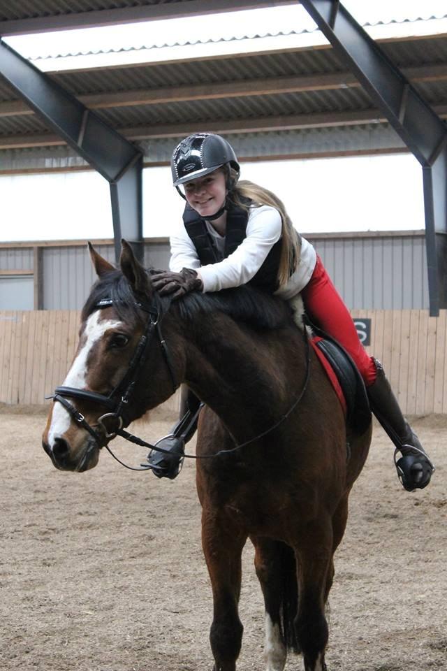 Dansk Varmblod Michigan billede 7