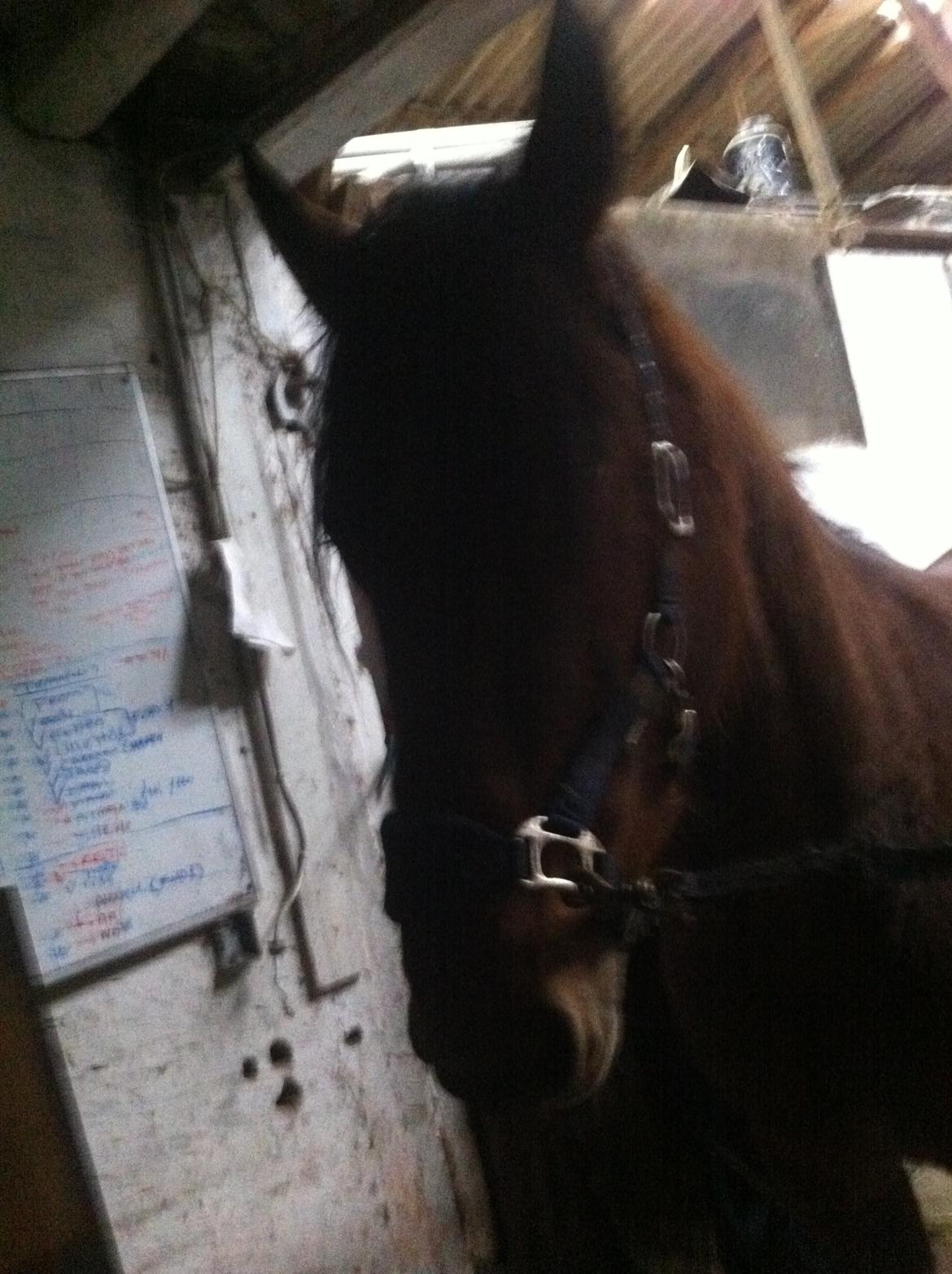 Traver Arn Kronos billede 6