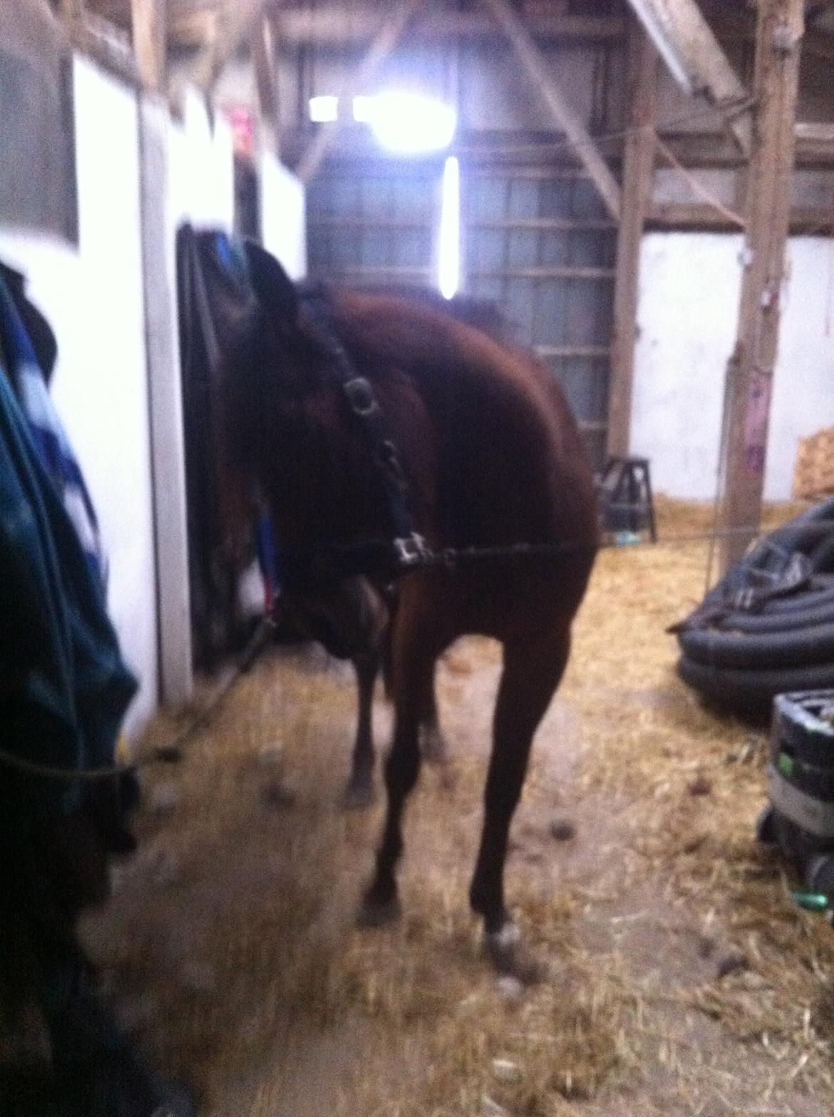 Traver Arn Kronos billede 8