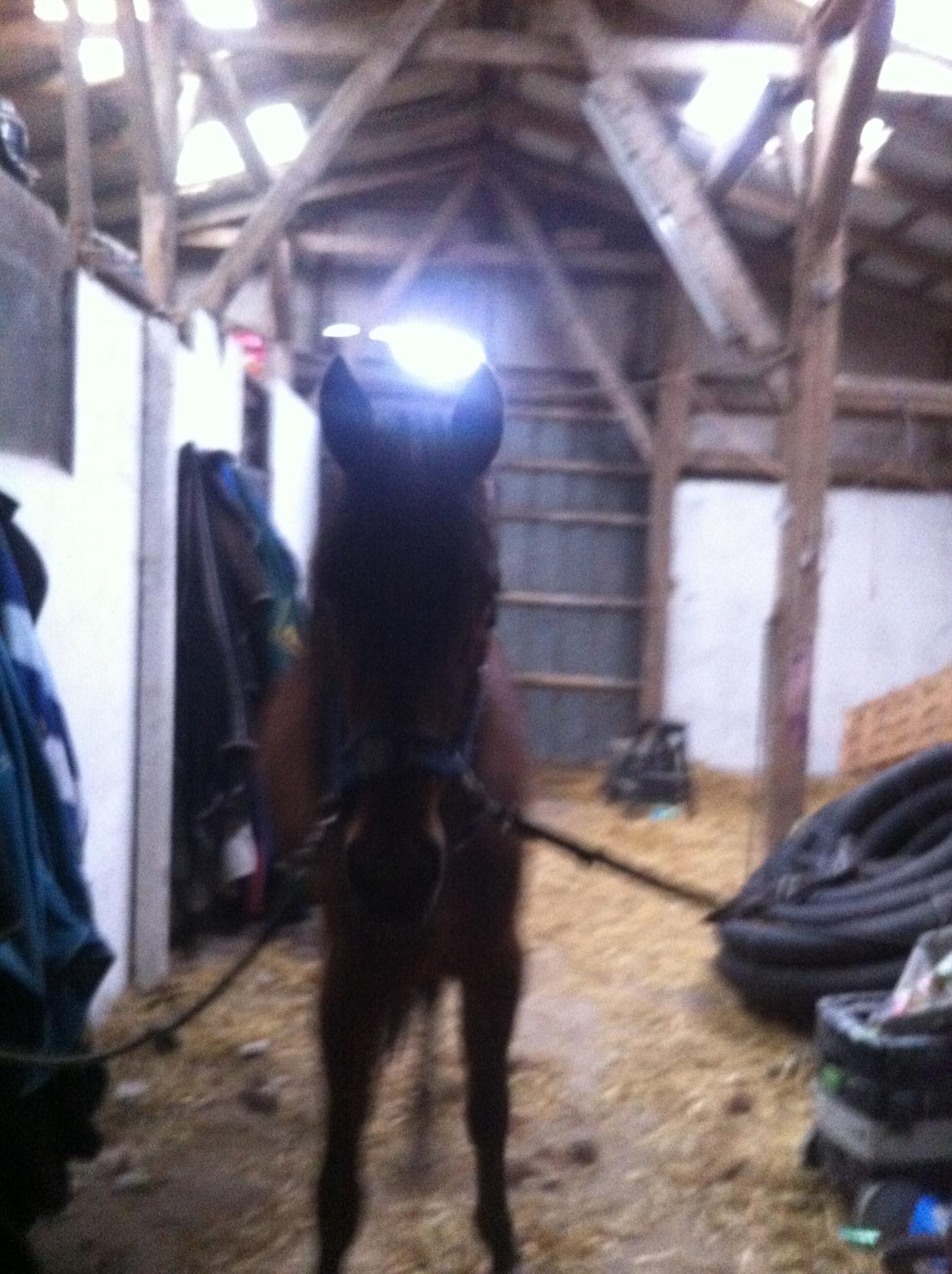 Traver Arn Kronos billede 7