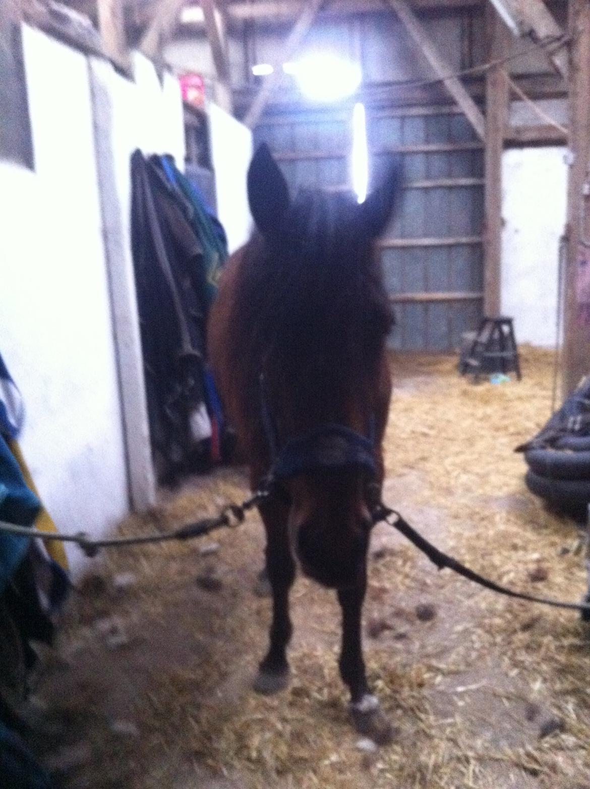 Traver Arn Kronos billede 10