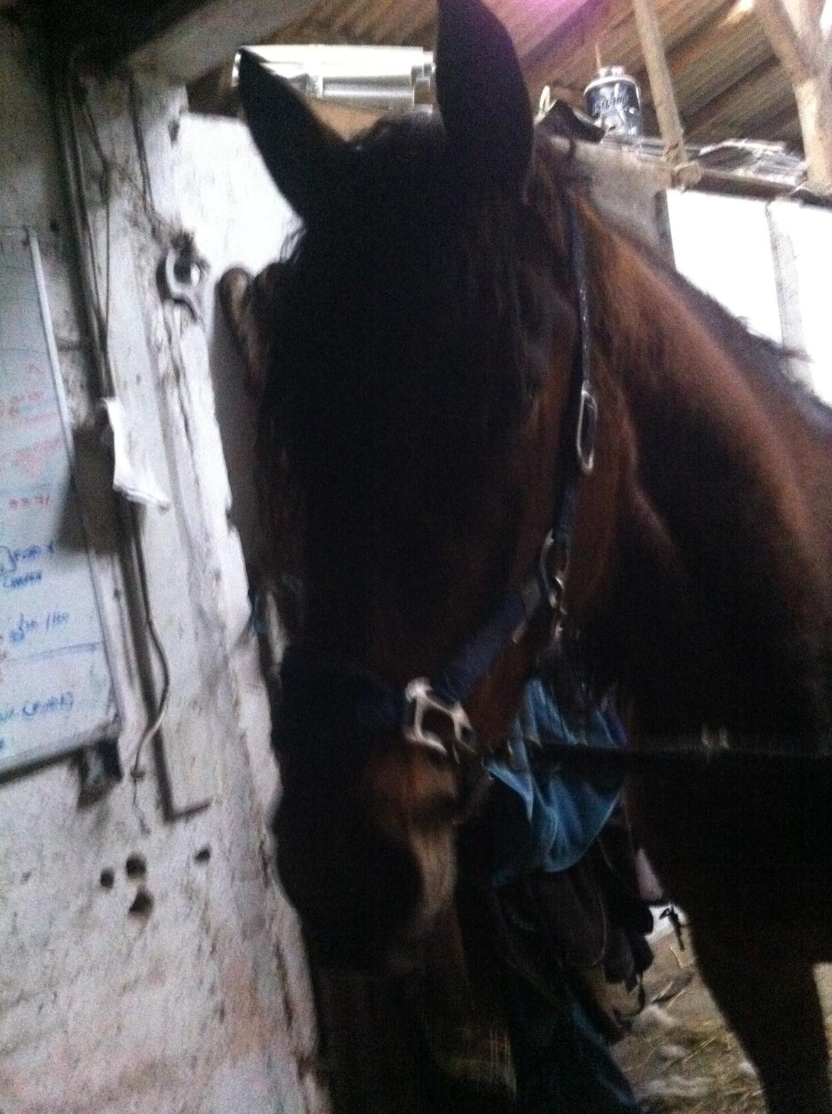 Traver Arn Kronos billede 11