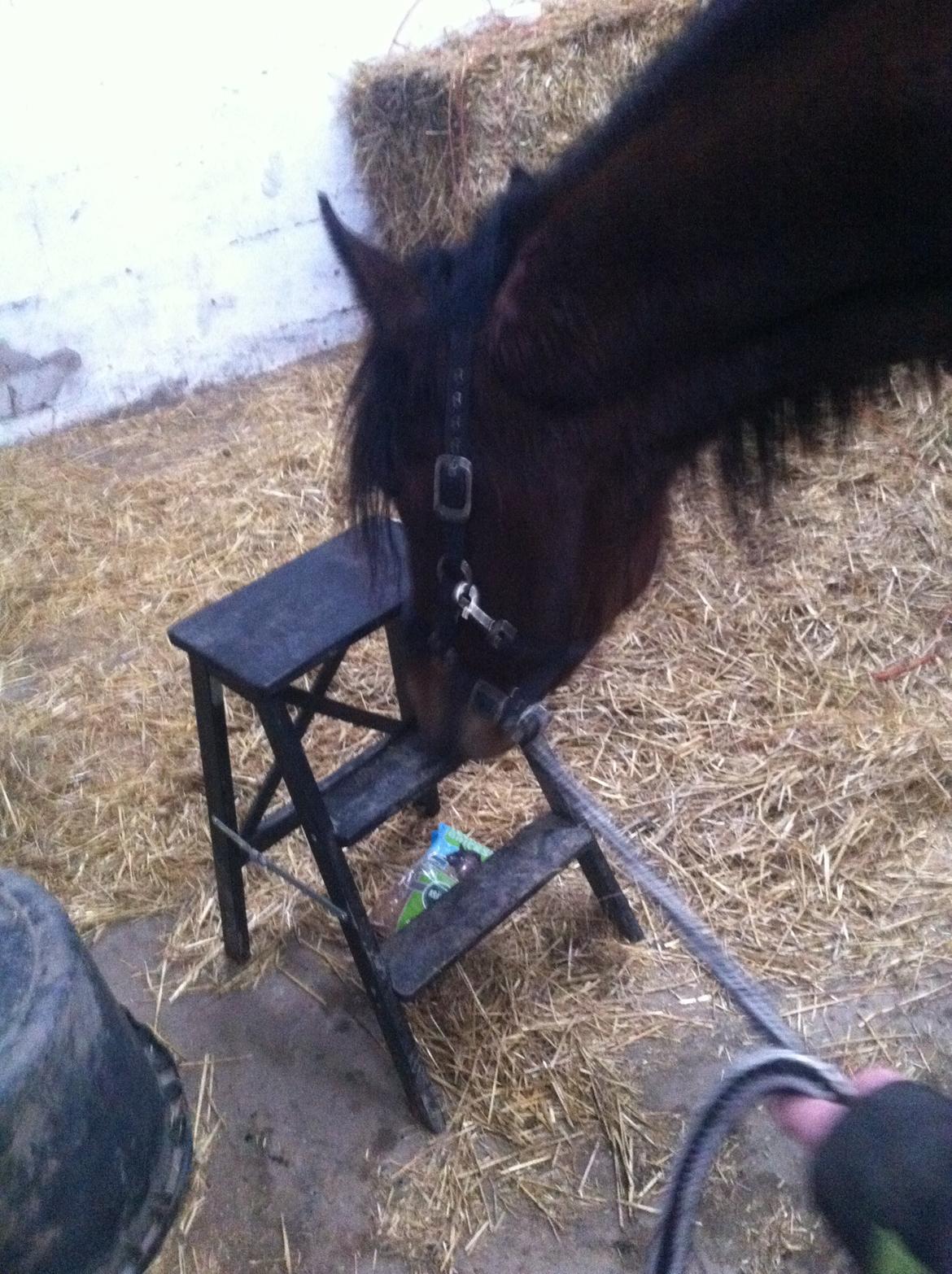 Traver Arn Kronos billede 12