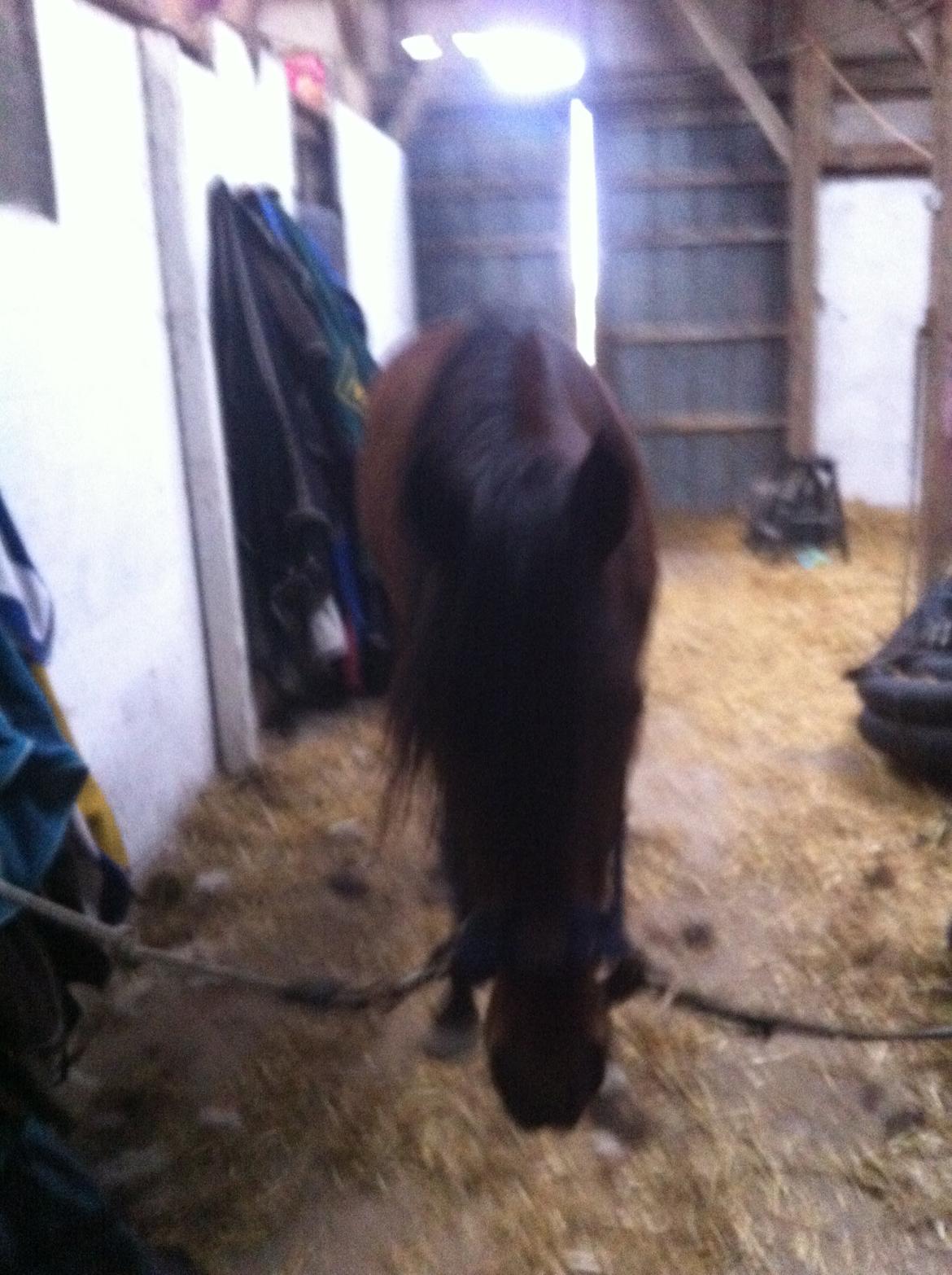 Traver Arn Kronos billede 9