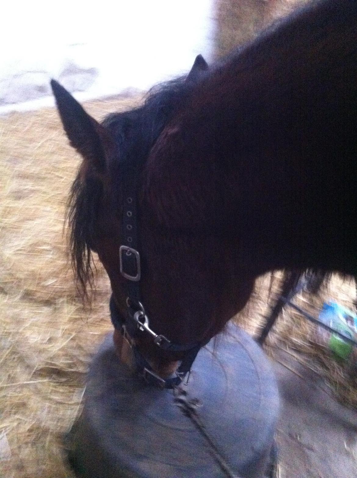 Traver Arn Kronos billede 13