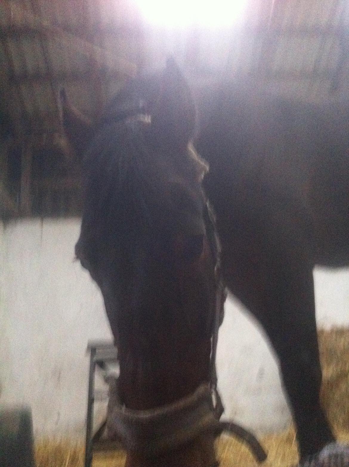 Traver Leroy Hall billede 18