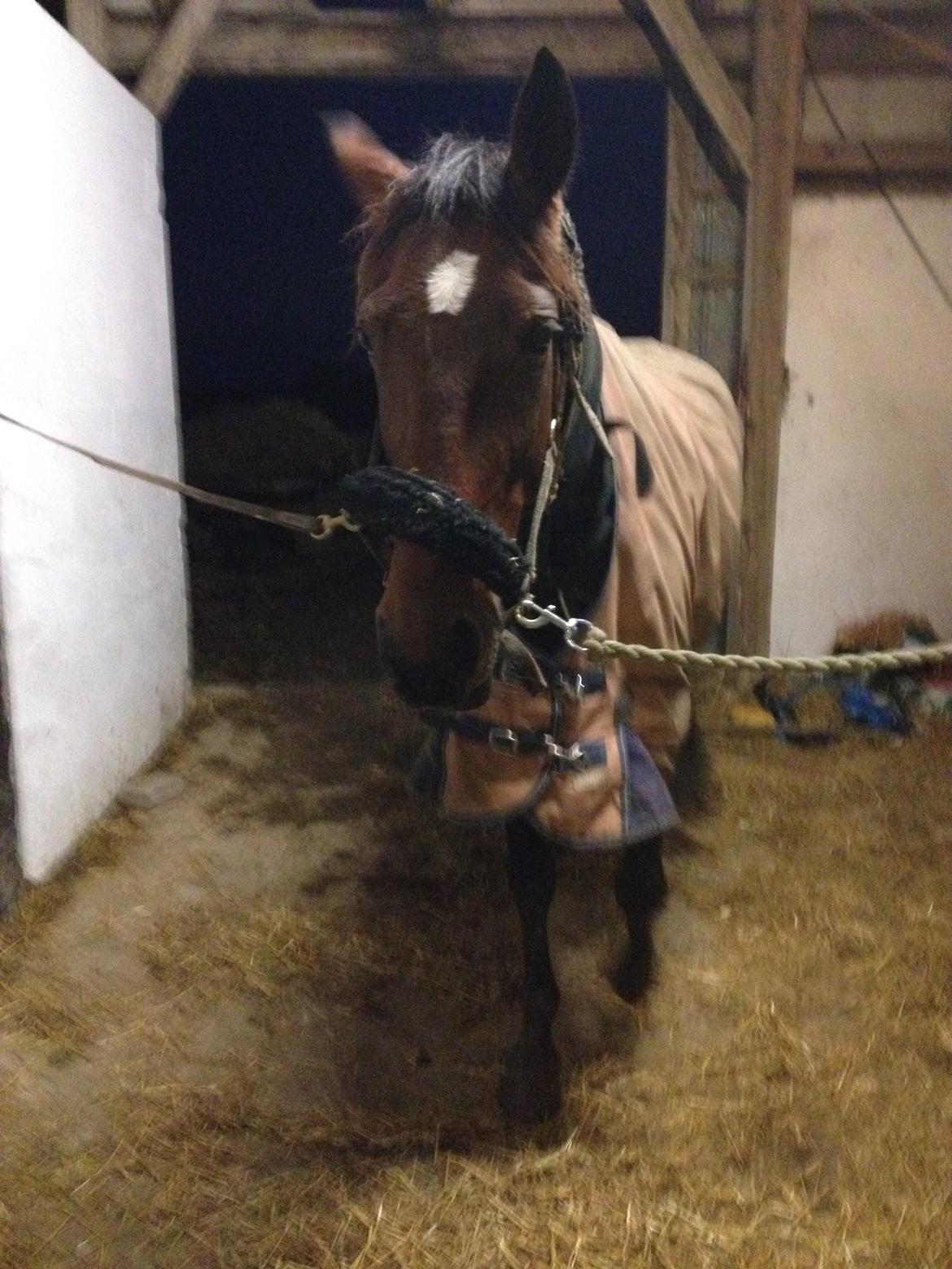 Traver sala nichi billede 12