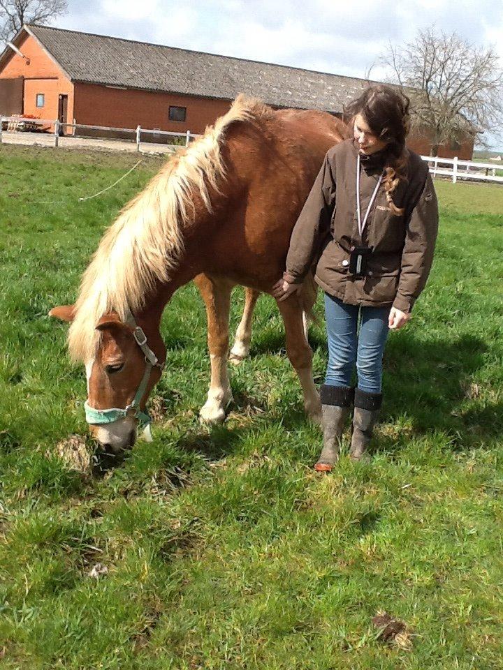 Haflinger Lukas (passer) - Signe og Lukas<3 billede 18