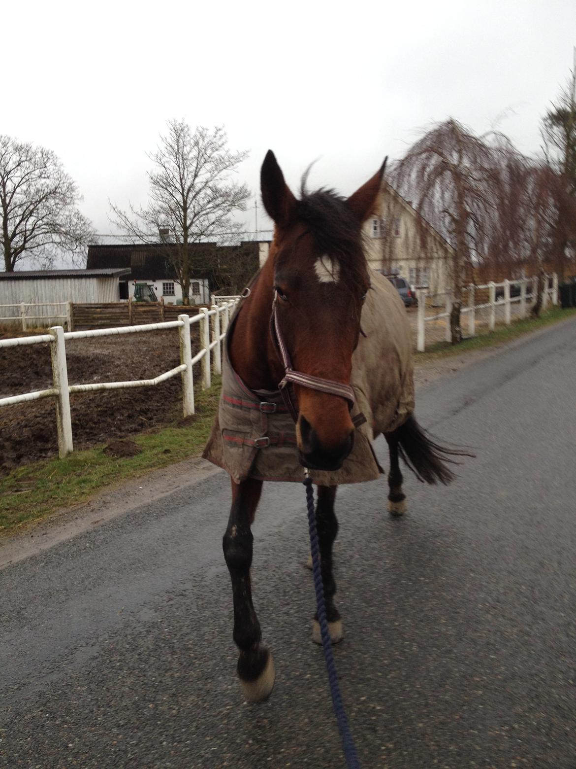 Traver sala nichi billede 15