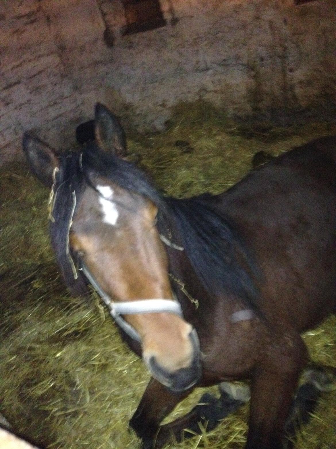 Traver Arn Kronos billede 14