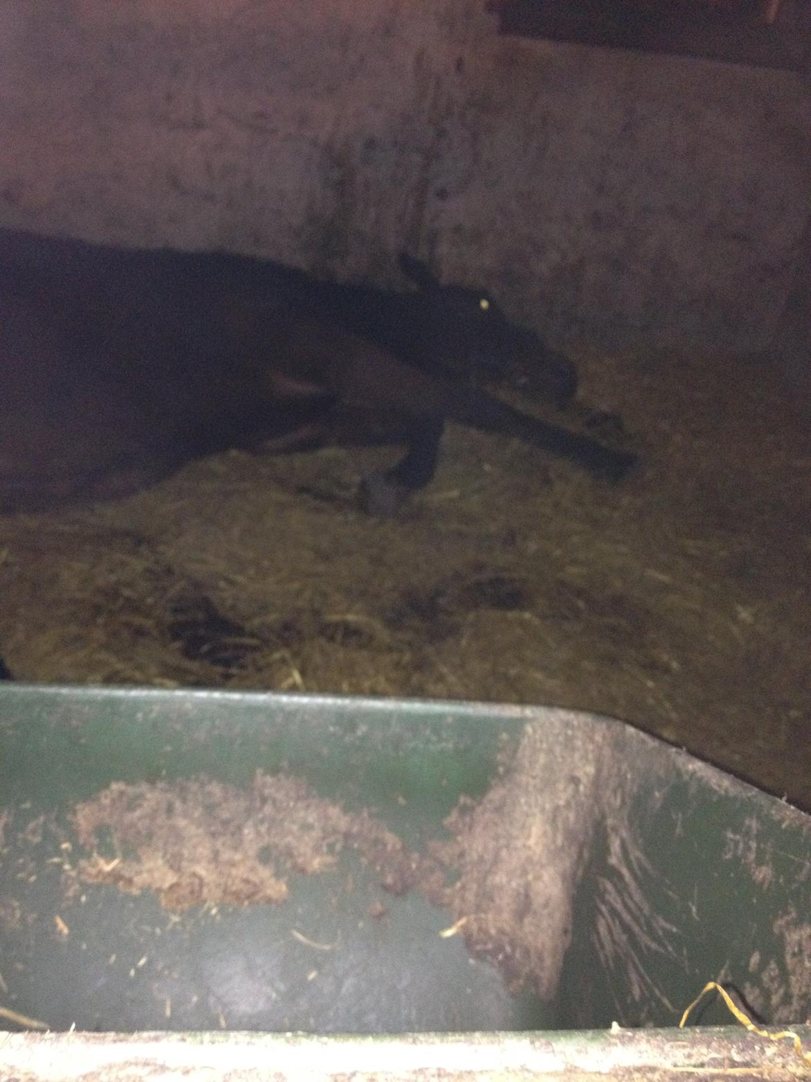 Traver Arn Kronos billede 15