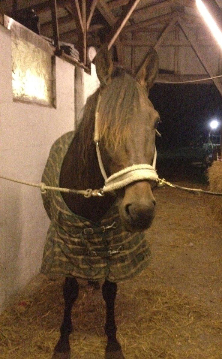 Traver arctic express billede 19