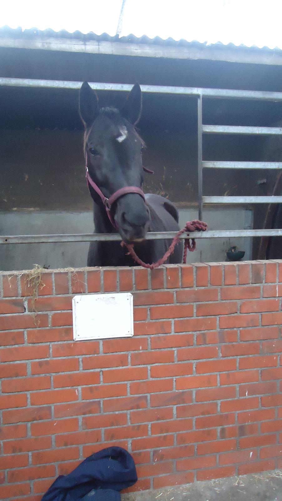 Anden særlig race Meesei  billede 11