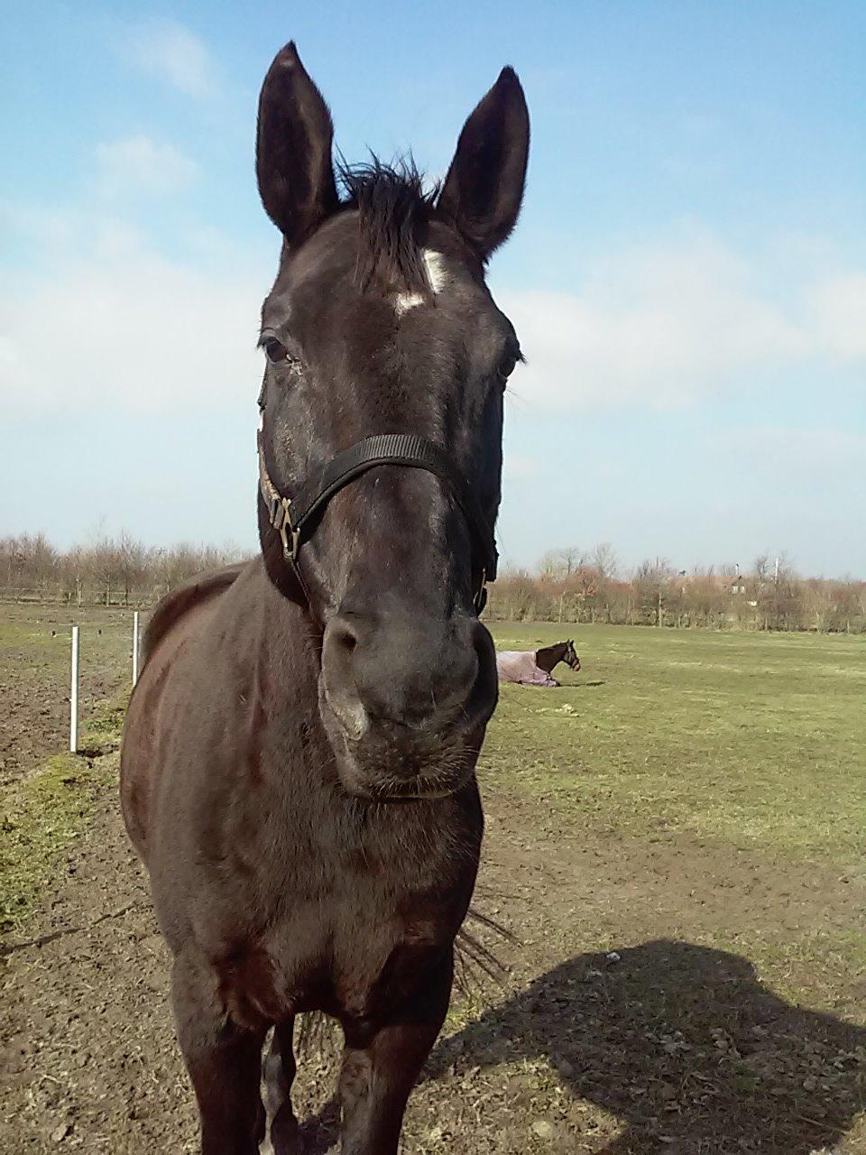 Anden særlig race Meesei  billede 12