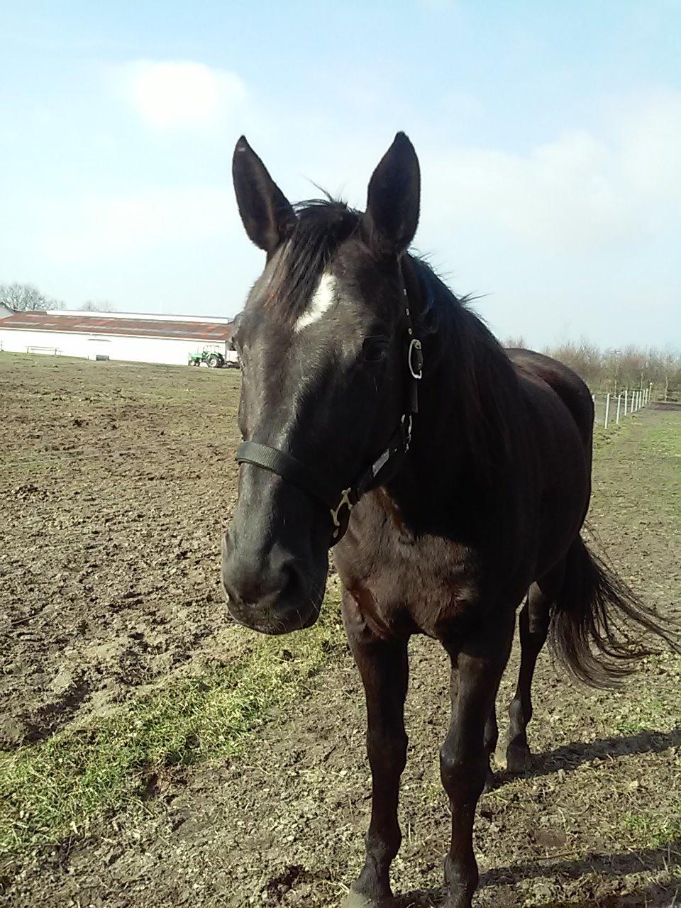 Anden særlig race Meesei  billede 13