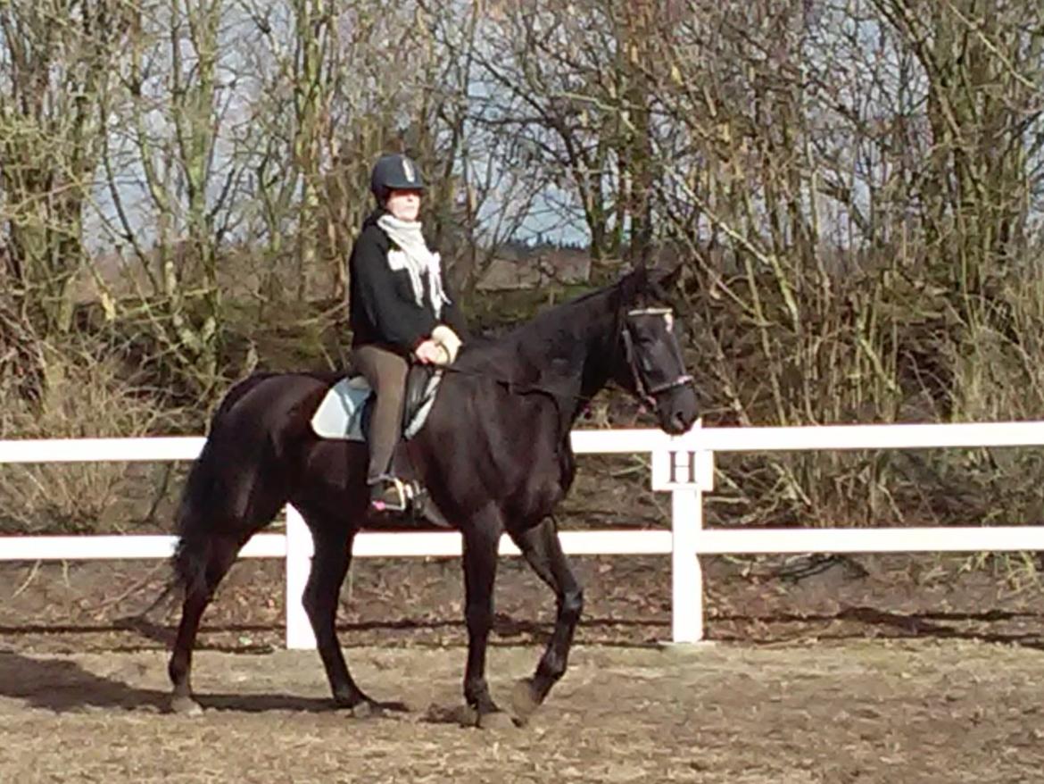 Anden særlig race Meesei  billede 14