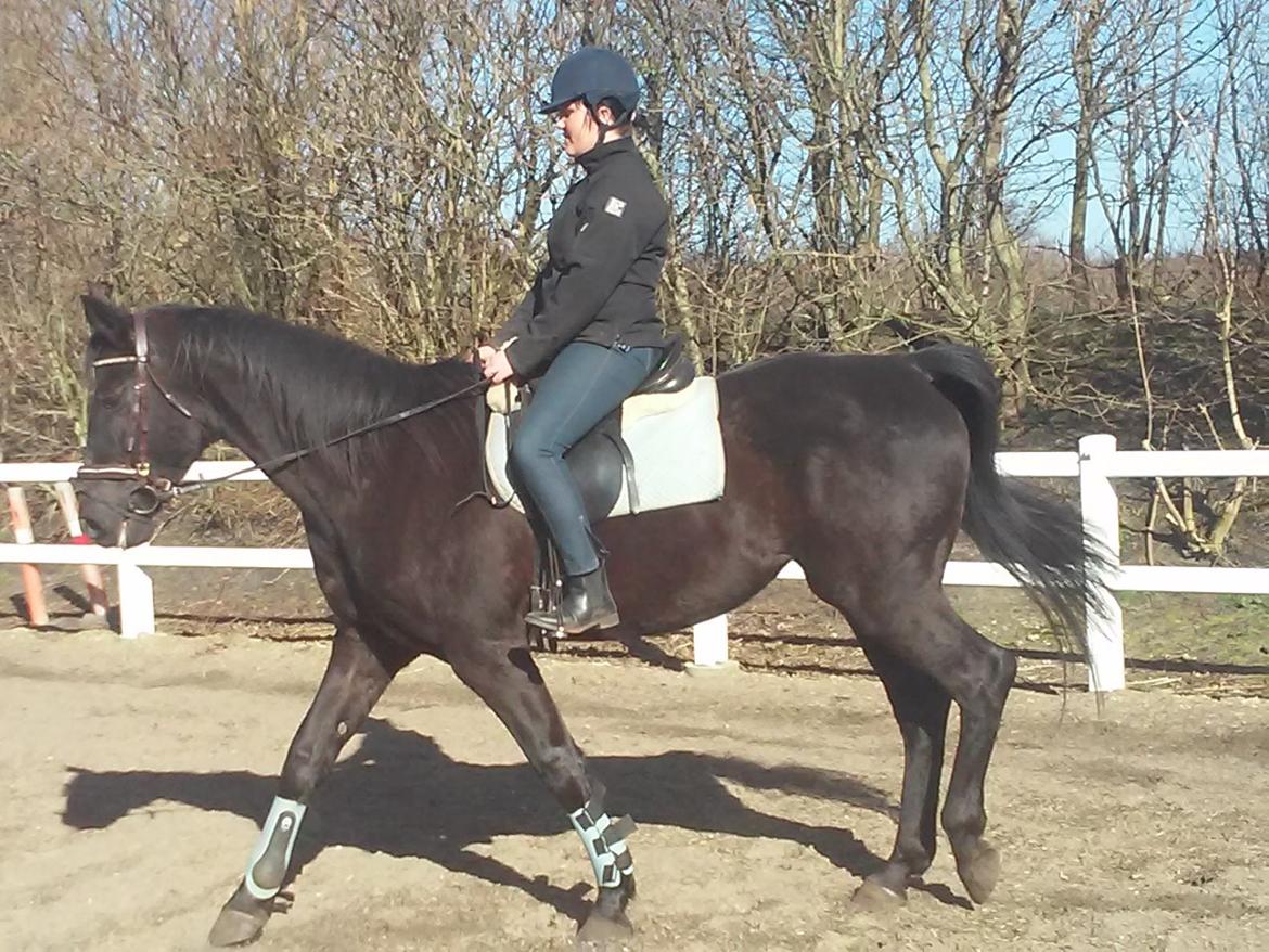 Anden særlig race Meesei  billede 15