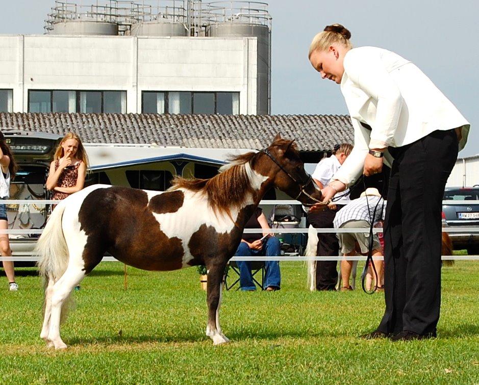 Miniature Egehøj´s Prestige Paranoia - Noia som 2års.  billede 16