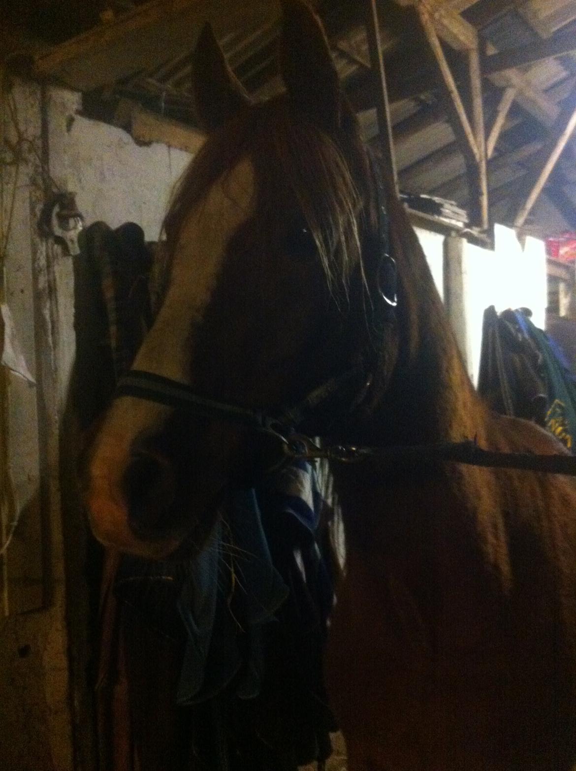 Arabisk fuldblod (OX) Fedra billede 26