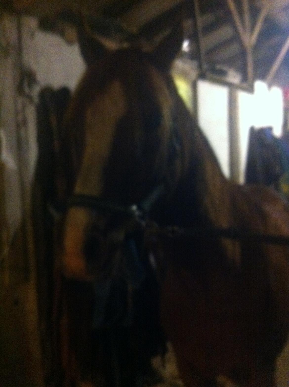 Arabisk fuldblod (OX) Fedra billede 28