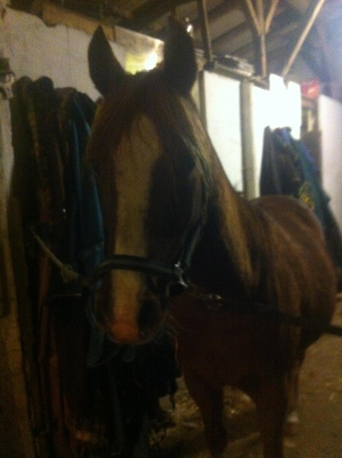 Arabisk fuldblod (OX) Fedra billede 25