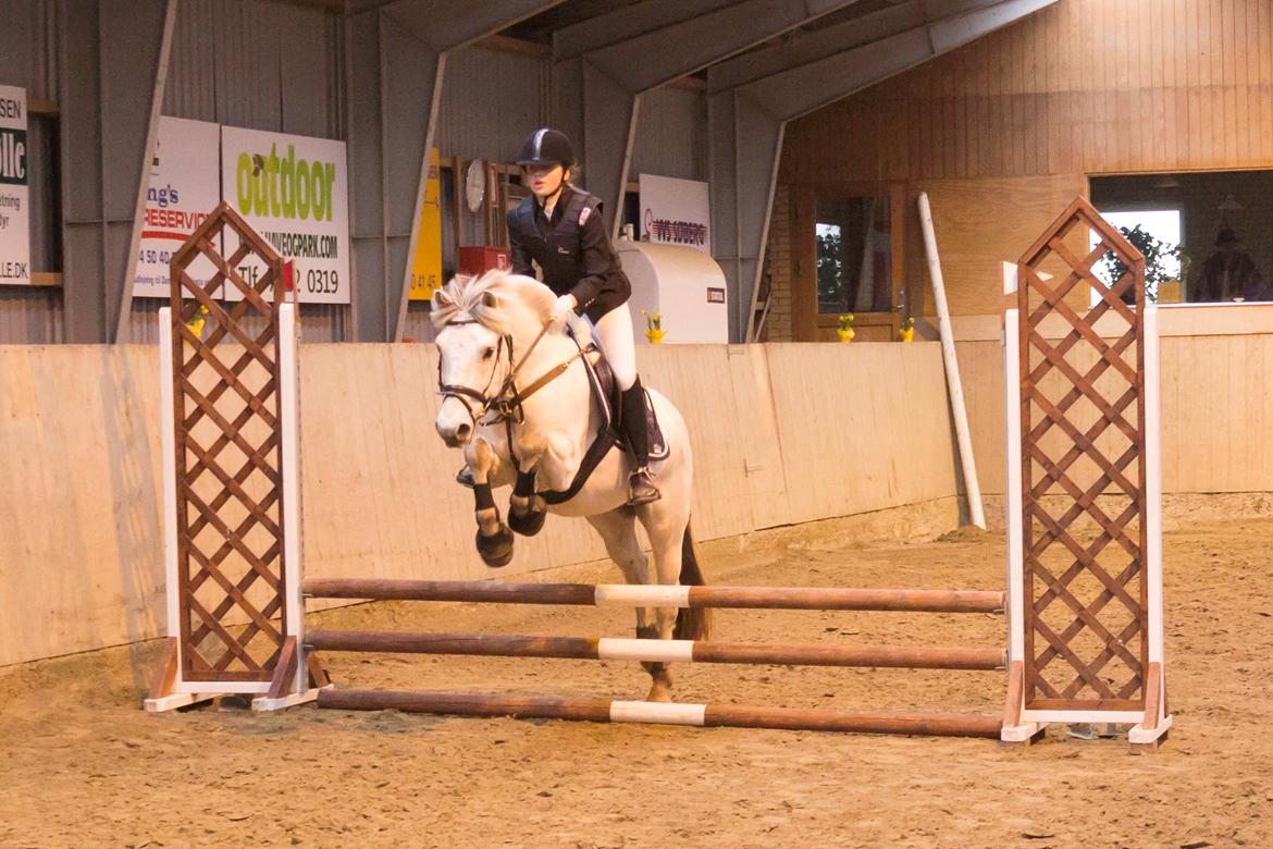 Fjordhest Lyngholms Arcon - Stævne i Revsø billede 19